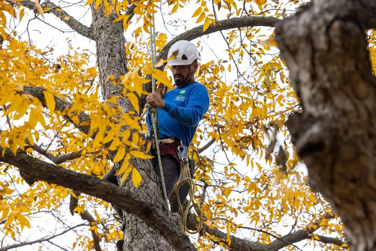 Skilled Tree Planing crew working in La Verne